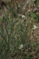Astragalus convallarius