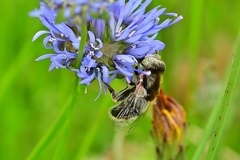 Eristalinus aeneus
