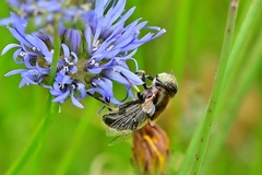 Eristalinus aeneus