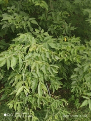 Acer negundo