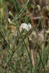 Astragalus convallarius