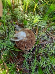 Inocybe napipes
