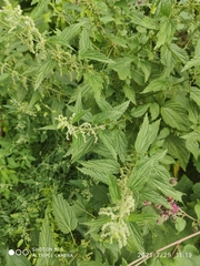 Urtica dioica