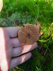 Inocybe napipes