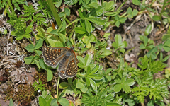 Euphydryas aurinia debilis