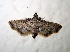 Pyralis costipunctalis