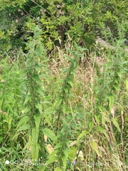 Urtica dioica