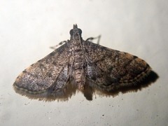 Pyralis costipunctalis