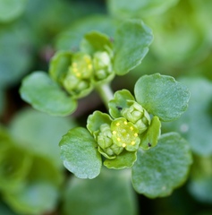 Opposite-leaved Golden-Saxifrage - Photo (c) Shawn O'Donnell, some rights reserved (CC BY), uploaded by Shawn O'Donnell