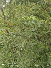 Salix