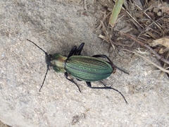 Carabus monilis