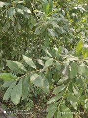 Salix