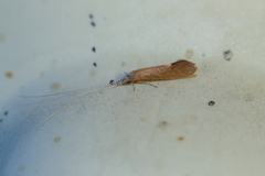 Ceraclea albimacula