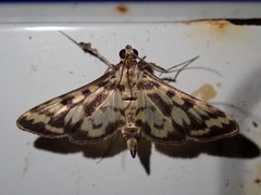 Rhimphalea heranialis