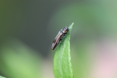 Agrilus derasofasciatus