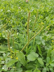 Plantago major