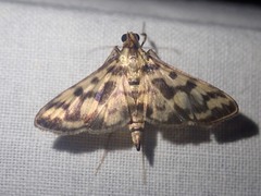 Rhimphalea heranialis