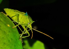 Biprorulus bibax