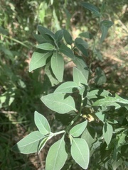 Solanum chenopodioides