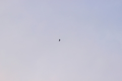 Chroicocephalus ridibundus