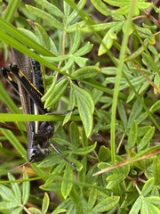 Stethophyma lineatum