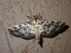 Rhimphalea heranialis