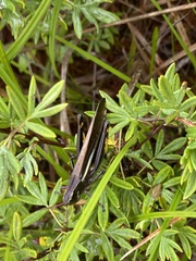 Stethophyma lineatum