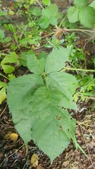 Rubus fruticosus