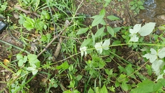 Rubus fruticosus