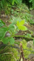 Rubus fruticosus