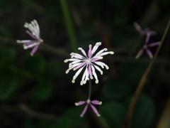 Thalictrum acutifolium