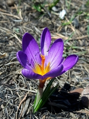 Crocus versicolor