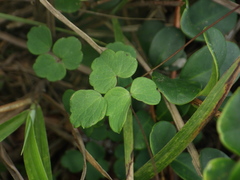 Thalictrum acutifolium