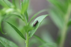 Agrilus derasofasciatus