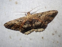 Ruttellerona pallicostaria