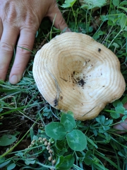 Lactarius zonarius