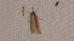 Donacaula forficella