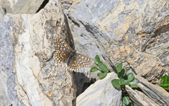Euphydryas aurinia debilis