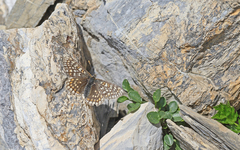 Euphydryas aurinia debilis