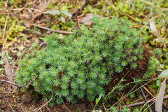 Dawsonia