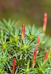 Dawsonia