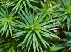 Dawsonia