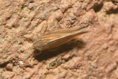 Mocydia crocea
