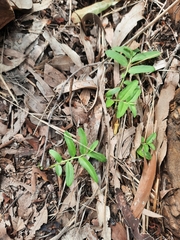 Lobelia concolor