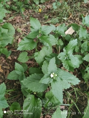 Lamium album