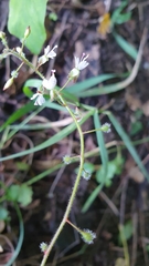 Circaea lutetiana