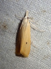 Scirpophaga incertulas