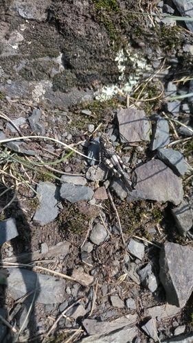 Photo of Blue-winged Grasshopper (Oedipoda caerulescens)