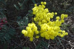 Acacia silvestris