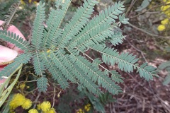 Acacia silvestris